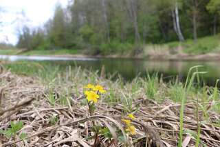 Дома для отпуска Piesta Kuusikaru riverside cottage in Soomaa region Kullimaa Дом с 1 спальней-14